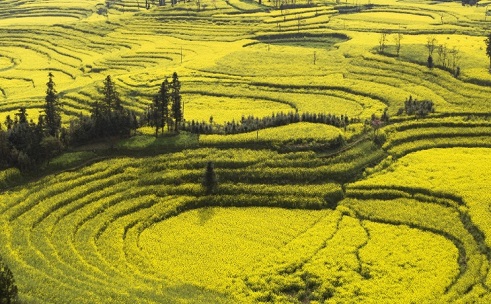 罗平油菜花景区