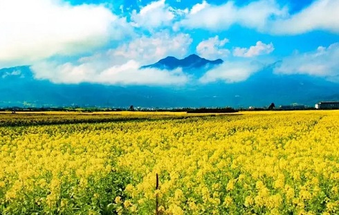 罗平油菜花